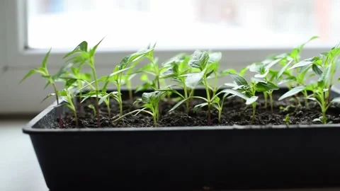 Micro green, review of pepper seedlings grown at home. Eco food, greenery Stock Footage 240025530
