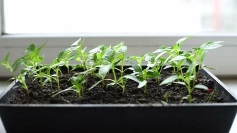 Micro green, review of pepper seedlings grown at home. Eco food, greenery Stock Footage 240025570