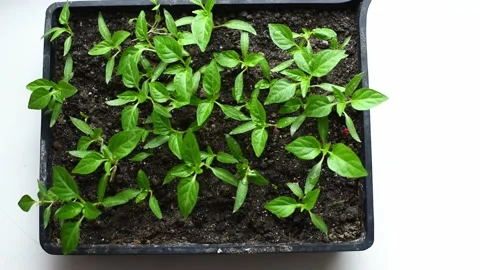 Micro green, review of pepper seedlings grown at home. Eco food, greenery Stock Footage 240025614
