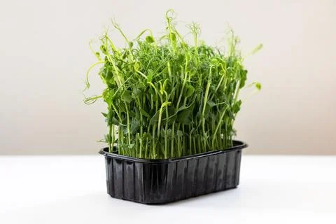 Micro green sprouts of peas Stock Photos