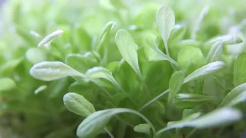 Micro-green watercress growing is blown by the wind. Stock Footage 152770037