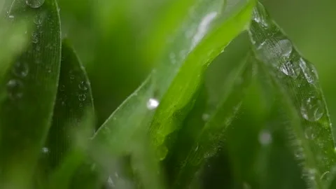 Micro green of wheat macro shot, macro Video stock 179406731