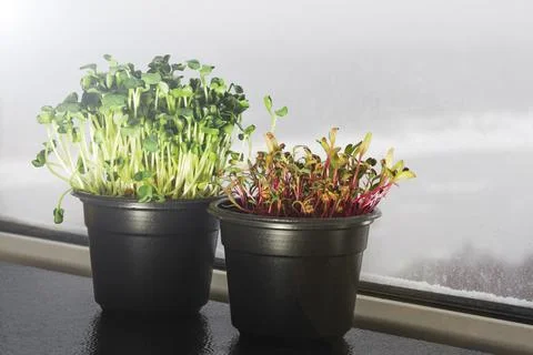 Micro-greenery on the background of winter outside the window. Stock Photos