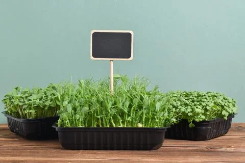 Micro-greenery with a black chalk mark on a green background. Stock Photos