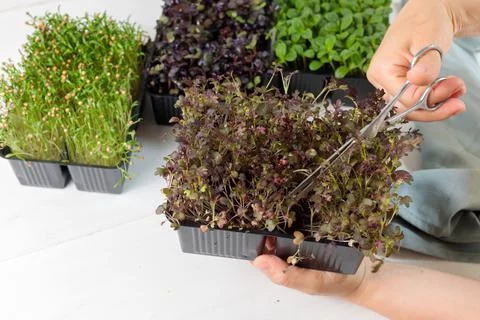 Micro-greenery in containers, hands cut fresh herbs for cooking. Close-up Stock Photos