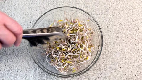 Micro-greenery. Sprouted mung beans, green mung beans in glass dishes on the Stock Footage 267300742