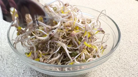 Micro-greenery. Sprouted mung beans, green mung beans in glass dishes on the Stock Footage 272356424