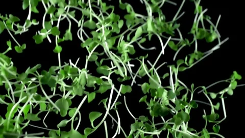 Micro greens bark on a black background , cooking in slow motion 動画素材 105416314