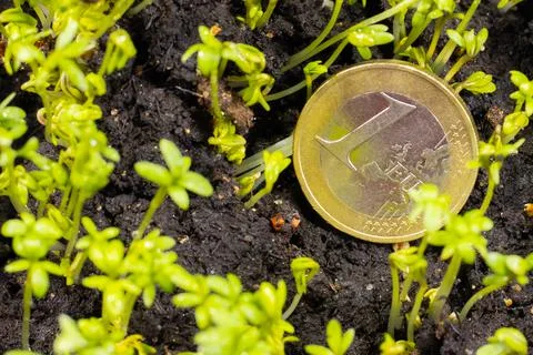 Micro-greens in a box that can be bought for euros and cents. Stock Photos