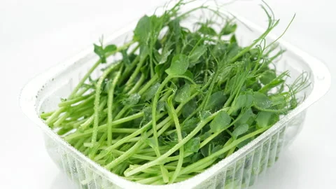 Micro greens. fresh peas micro greens in container for delivery or sale Stock-Footage 150303090