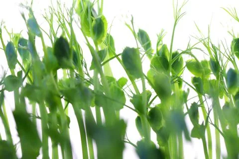 MICRO GREENS LARGE FILE Stock Photos