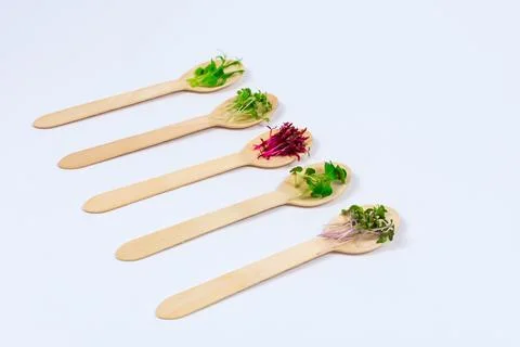Micro greens of peas, red cabbage, amaranth, mustard, radish in assortment on Stock Photos