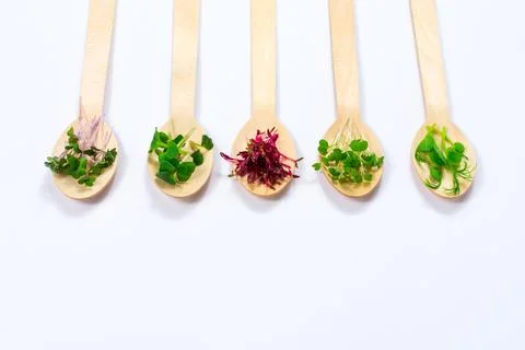 Micro greens of peas, red cabbage, amaranth, mustard, radish in assortment on Foto stock
