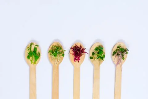 Micro greens of peas, red cabbage, amaranth, mustard, radish in assortment on Stock Photos