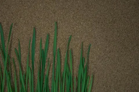 Micro greens  Stock Photos