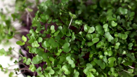 Micro greens plants in one kitchen woman cutting with scissors Stock Footage 239308279