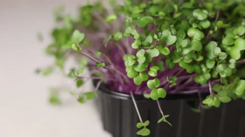 Micro greens plants in one kitchen woman cutting with scissors Stock Footage 239308285