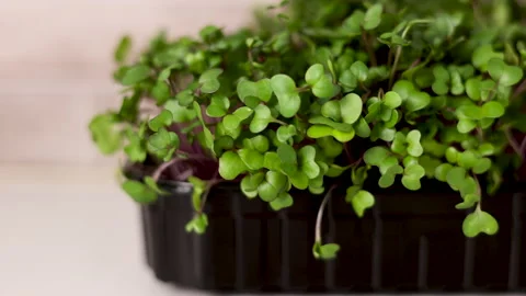 Micro greens plants in one kitchen woman cutting with scissors 動画素材 239308479