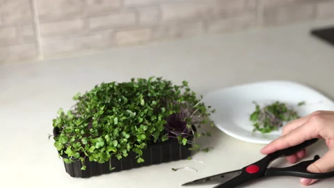 Micro greens plants in one kitchen woman cutting with scissors Stock Footage 239308527