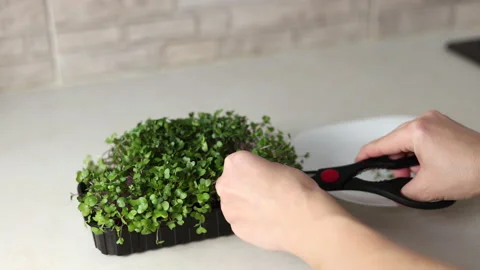 Micro greens plants in one kitchen woman cutting with scissors Stock Footage 239308543
