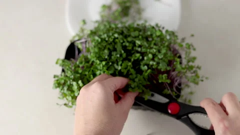 Micro greens plants in one kitchen woman cutting with scissors Stock Footage 239308581