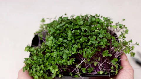 Micro greens plants in one kitchen woman cutting with scissors Stock Footage 239308736