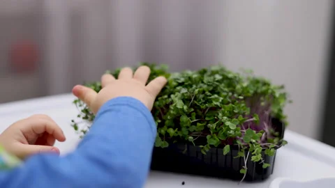 Micro greens plants in one kitchen woman cutting with scissors Stock Footage 239308794