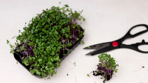 Micro greens plants in one kitchen woman cutting with scissors Stock Footage 239308814
