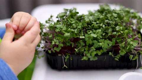 Micro greens plants in one kitchen woman cutting with scissors Stock Footage 239308844