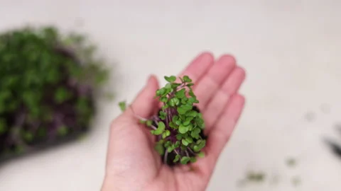 Micro greens plants in one kitchen woman cutting with scissors Stock Footage 239308885