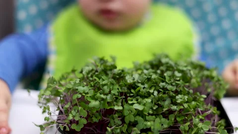 Micro greens plants in one kitchen woman cutting with scissors Stock Footage 239309074