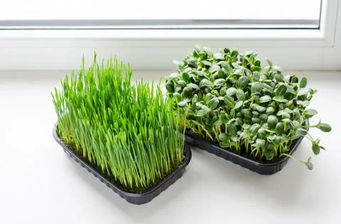Micro greens in plastic boxes on the windowsill. Healthy food concept Stock Photos
