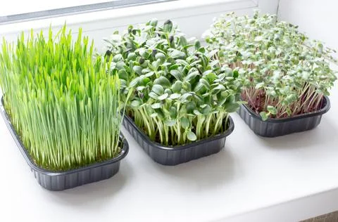 Micro greens in plastic boxes on the windowsill. Healthy food concept Stock Photos