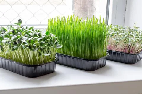Micro greens in plastic boxes on the windowsill. Healthy food concept Stock Photos
