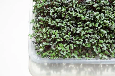 Micro greens in a plastic container. Stock Photos