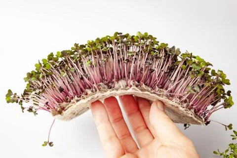 Micro greens with red cabbage, close-up. Fotos Stock