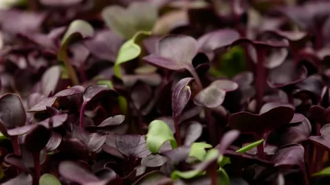 Micro greens, side view. Radish sprouts. Stock Footage 150066153