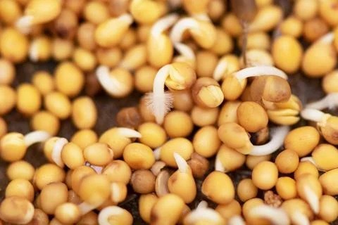 Micro greens. Sprouted mustard seeds on linen mat. 写真素材