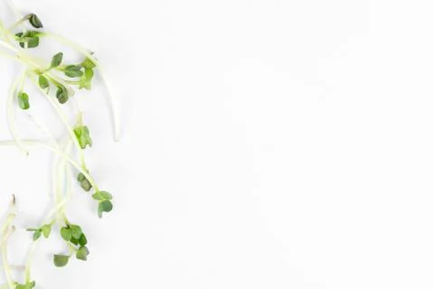 Micro greens sprouts on white marble background. superfood concept Stock Photos