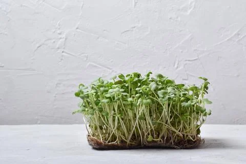 Micro greens on a substrate on a white background. Healthy food. Delivery of Stock Photos
