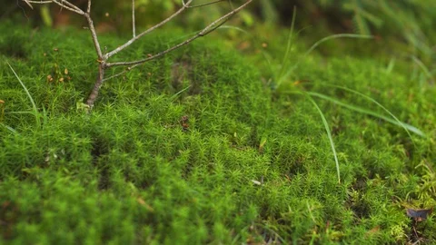 Micro landscape - forest moss is lit by the sun Stockbeeldmateriaal 128846722