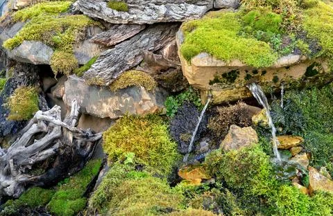 Micro landscape with imitation of a forest stream, driftwood, micro waterfalls. Foto stock