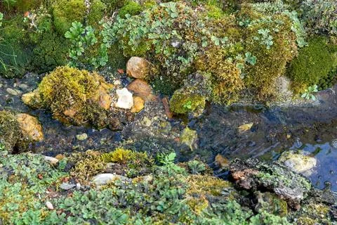 Micro landscape with imitation of a forest stream, driftwood, micro waterfalls. Stock Photos