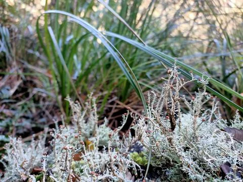 Micro life 01 Stock Photos