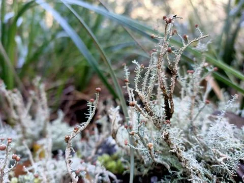 Micro life 02 Stock Photos