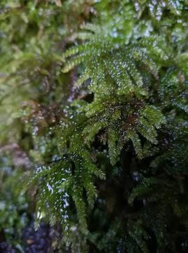 Micro life Stock Photos