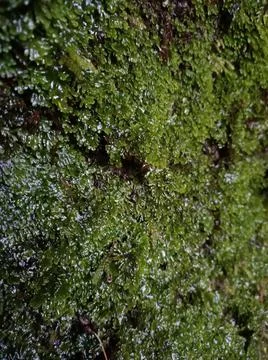 Micro life Stock Photos