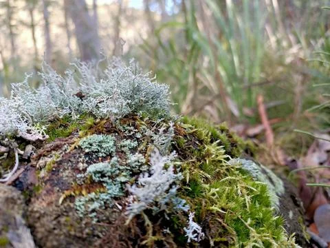 Micro life Stock Photos