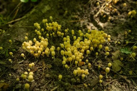 Micro life. Small mushrooms on moss. Stock Photos