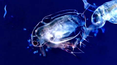 Micro Life Under Dark Field – Water Flea in Motion Stock-Footage 317835559